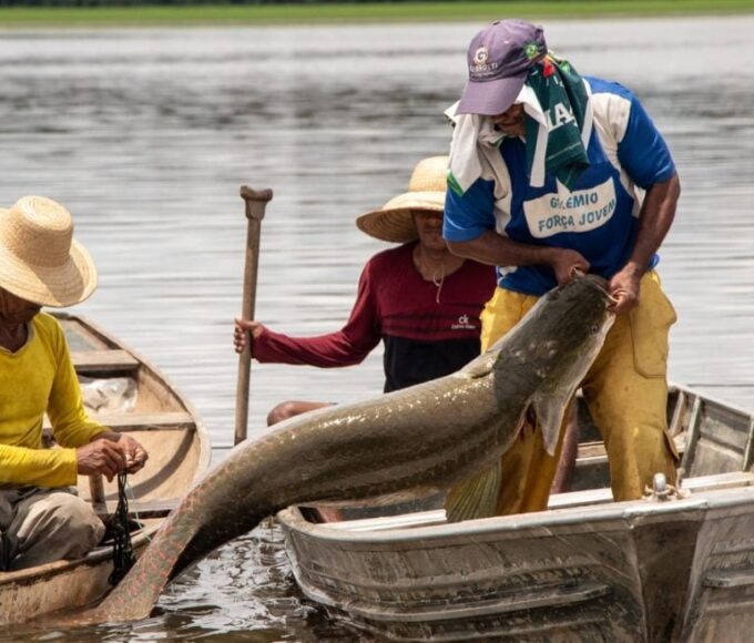 Pirarucu; pesca