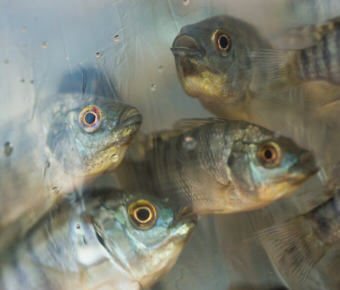 tilápias - peixes - tilápia - pescado