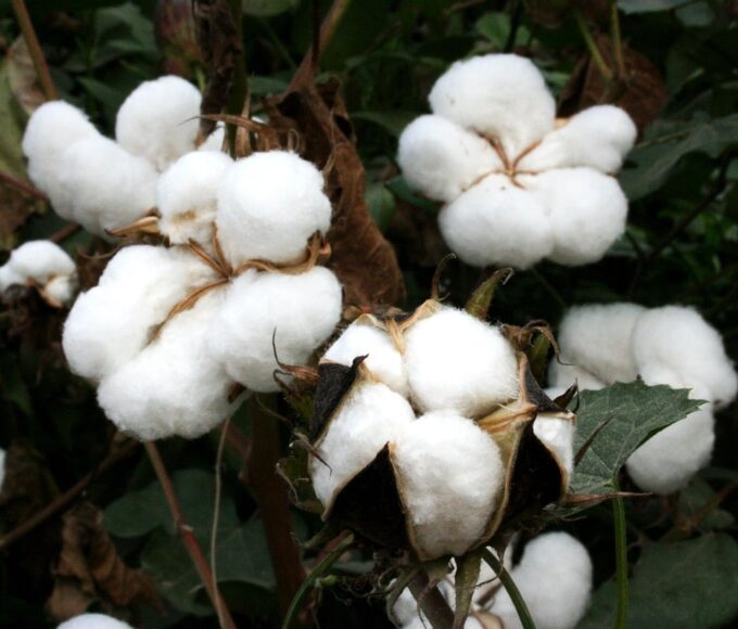 Algodão
