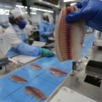 Filé de tilápia na cooperativa Copacol