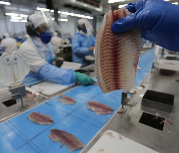 Filé de tilápia na cooperativa Copacol