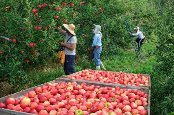 colheita de maçã