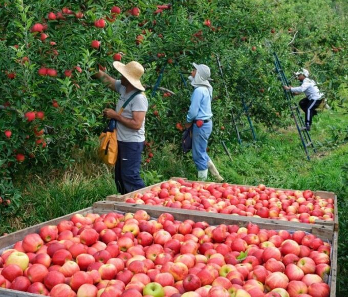 colheita de maçã
