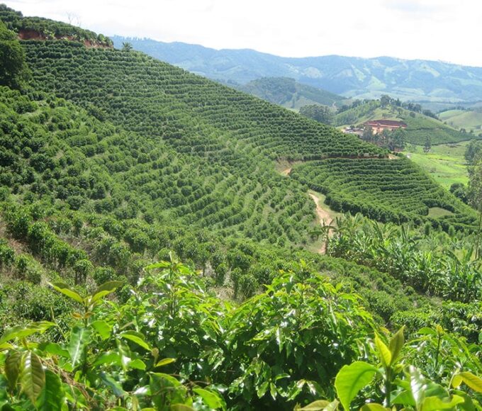 Café; cafezal