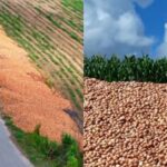 produtores cebola rodovia