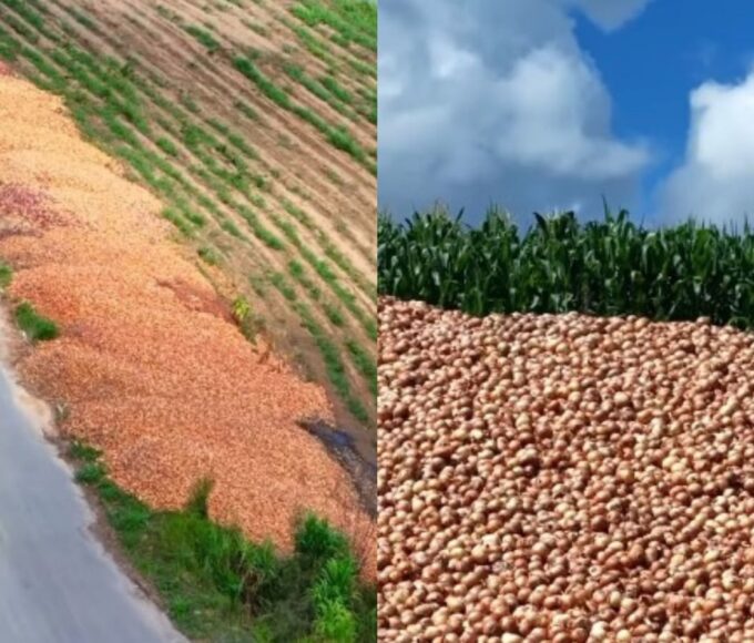 produtores cebola rodovia