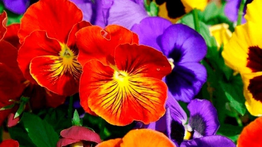 produção de flores