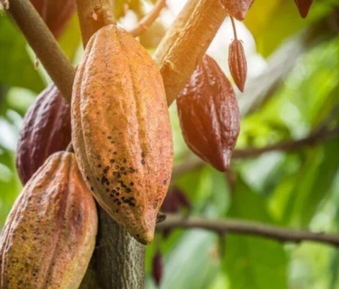 Novas regras para importação de cacau protegem o produtor brasileiro, comemora setor