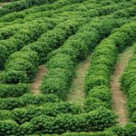 café no Espírito Santo