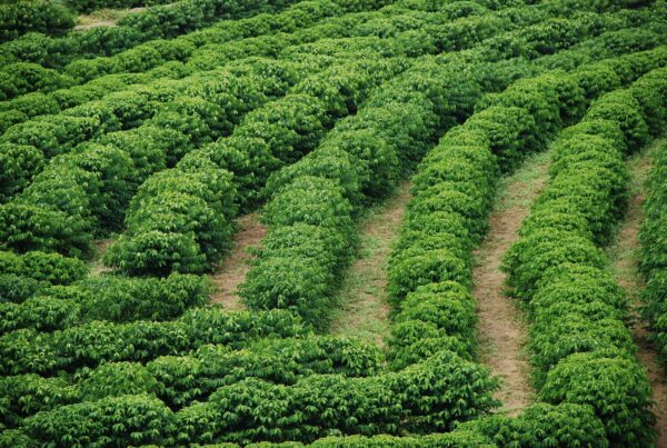 café no Espírito Santo