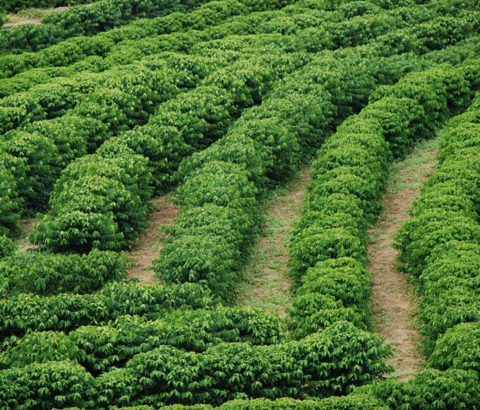 café no Espírito Santo