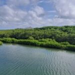 Manguezal replantado na foz do rio Cocó (CE)