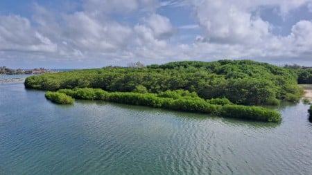 Manguezal replantado na foz do rio Cocó (CE)