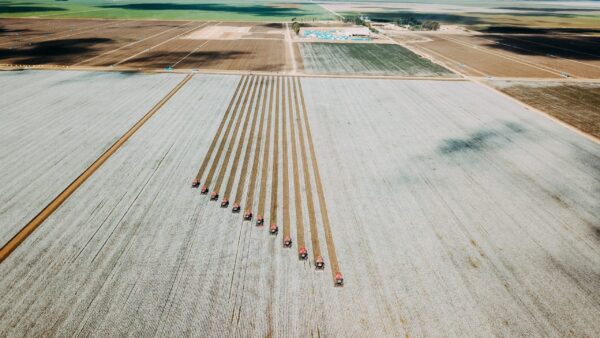 Rastreabilidade agrega valor ao algodão brasileiro. Cultura do algodão na Bahia é a segunda maior do país