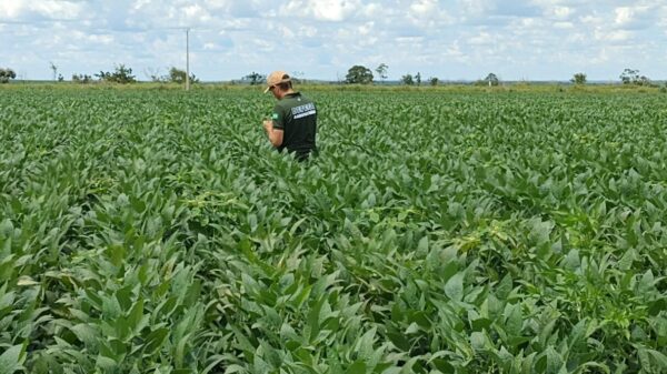 Recuperação judicial no agro dispara e bate recorde em 2025, aponta Serasa Experian