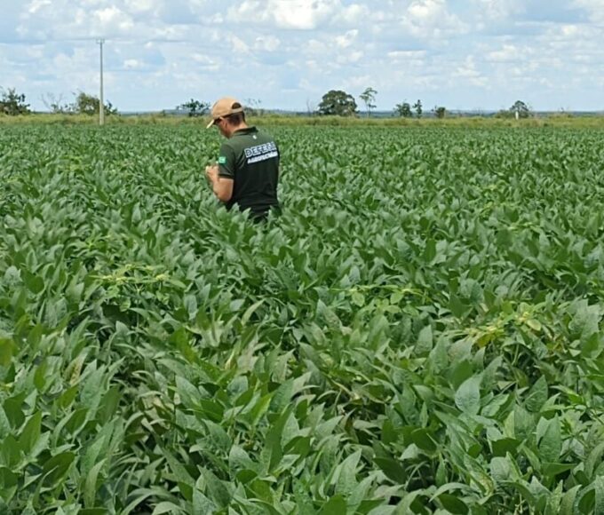 Recuperação judicial no agro dispara e bate recorde em 2025, aponta Serasa Experian