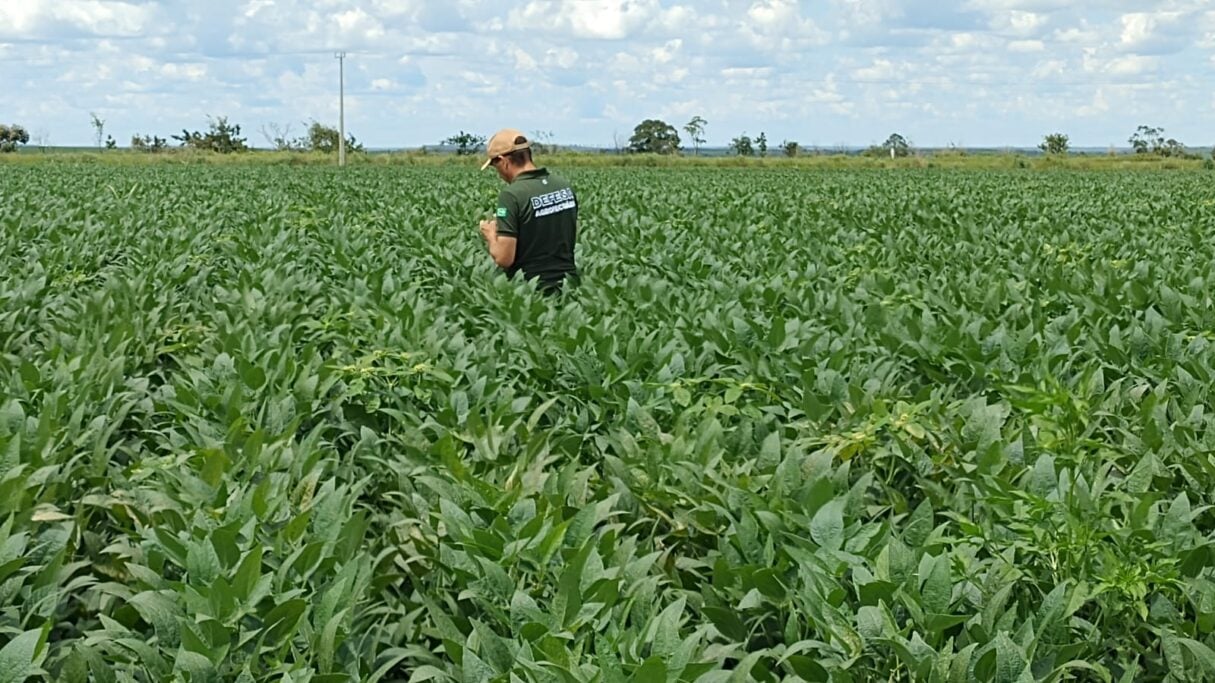 Recuperação judicial no agro dispara e bate recorde em 2025, aponta Serasa Experian