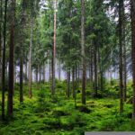 europa, floresta, desmatamento