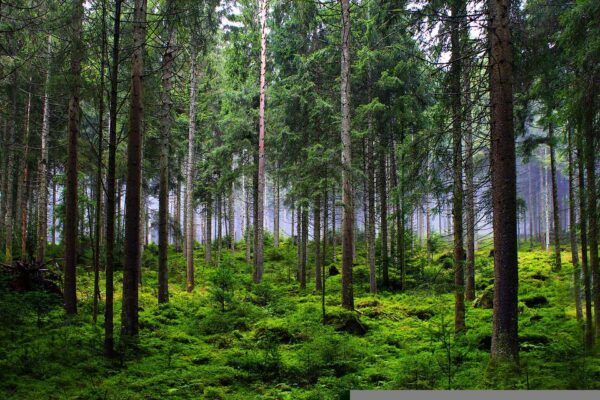 europa, floresta, desmatamento
