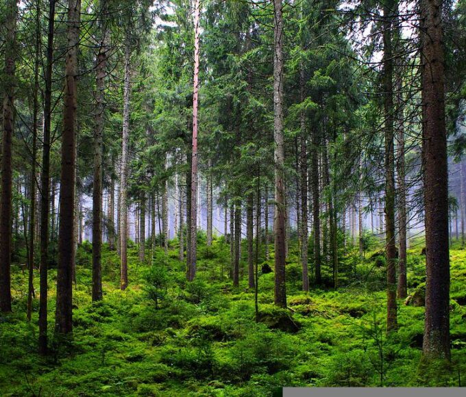 europa, floresta, desmatamento