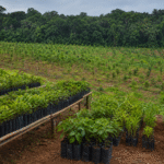 BNDES Florestas recebe prêmio internacional por estratégia de restauração e bioeconomia