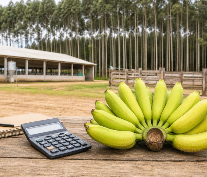 CNA levanta custos de produção de banana, suínos, gado e eucalipto em MG e BA