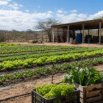 Governo anuncia R$ 12,5 milhões para agricultura familiar no Rio Grande do Norte