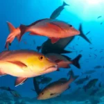 peixes