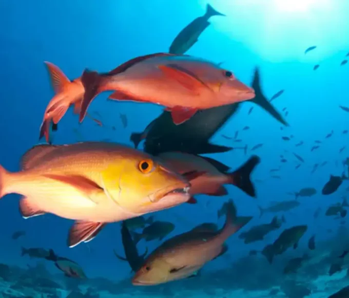 peixes