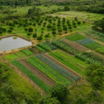 MDA e Fundação Banco do Brasil firmam acordo para ações em territórios tradicionais