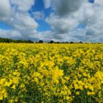 canola