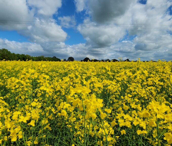 canola