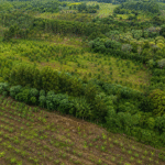 BNDES anuncia R$ 834 milhões do Fundo Clima para reflorestamento