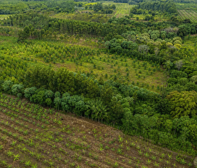 BNDES anuncia R$ 834 milhões do Fundo Clima para reflorestamento