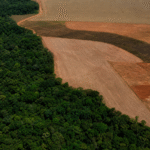 BNDES barra R$ 1,1 bilhão em crédito rural por indícios de desmatamento ilegal