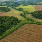 BNDES e iNovaland selecionam 8 projetos para restaurar 388 hectares de Mata Atlântica
