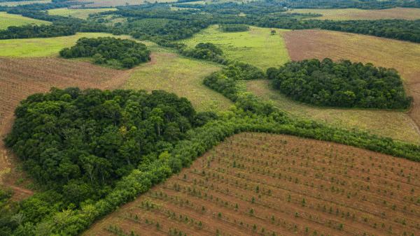 BNDES e iNovaland selecionam 8 projetos para restaurar 388 hectares de Mata Atlântica