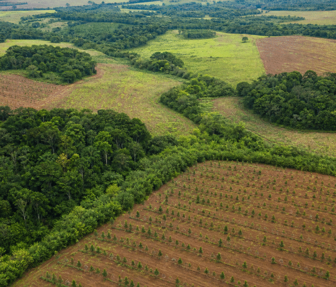 BNDES e iNovaland selecionam 8 projetos para restaurar 388 hectares de Mata Atlântica