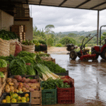 Conab anuncia ações emergenciais, compra de alimentos e entrega de máquinas em Roraima