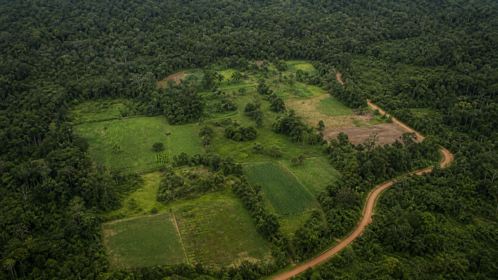 Parcerias ampliam renda e reforçam conservação em áreas produtivas da Amazônia