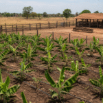 Confederação da Agricultura e Pecuária do Brasil levanta custos da pecuária de corte no Tocantins e da banana na Bahia