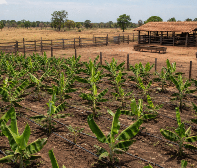 Confederação da Agricultura e Pecuária do Brasil levanta custos da pecuária de corte no Tocantins e da banana na Bahia