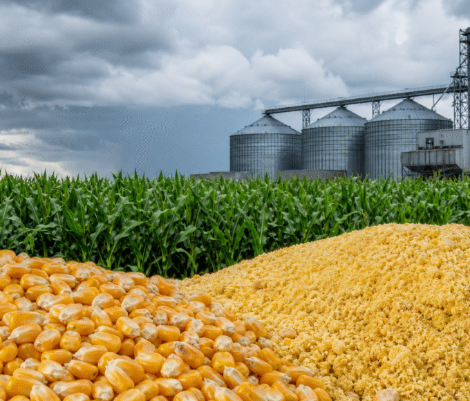 Mapa cria grupo sobre El Niño e padroniza DDG do etanol de milho