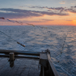 Medidas na pesca de espinhel buscam reduzir morte de albatrozes em alto-mar