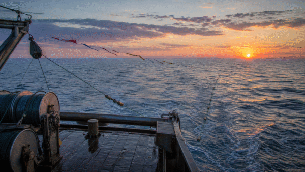 Medidas na pesca de espinhel buscam reduzir morte de albatrozes em alto-mar