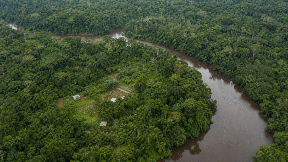 OCDE aponta BNDES como peça-chave para bioeconomia na Amazônia