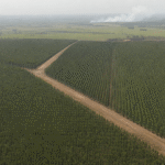 CNA debate espécies invasoras, borracha natural e incêndios florestais