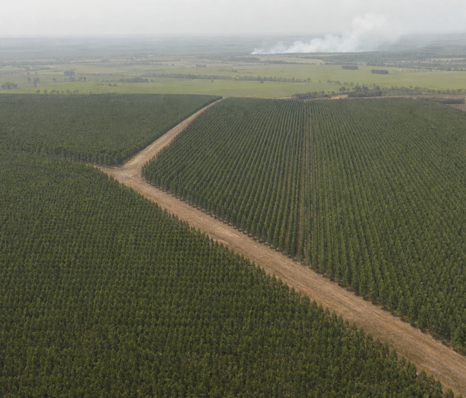 CNA debate espécies invasoras, borracha natural e incêndios florestais