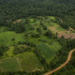 Parcerias ampliam renda e reforçam conservação em áreas produtivas da Amazônia