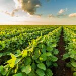 Saiba qual estado brasileiro lidera a produção de soja sustentável e leva país a superar 2 milhões de ha certificados
